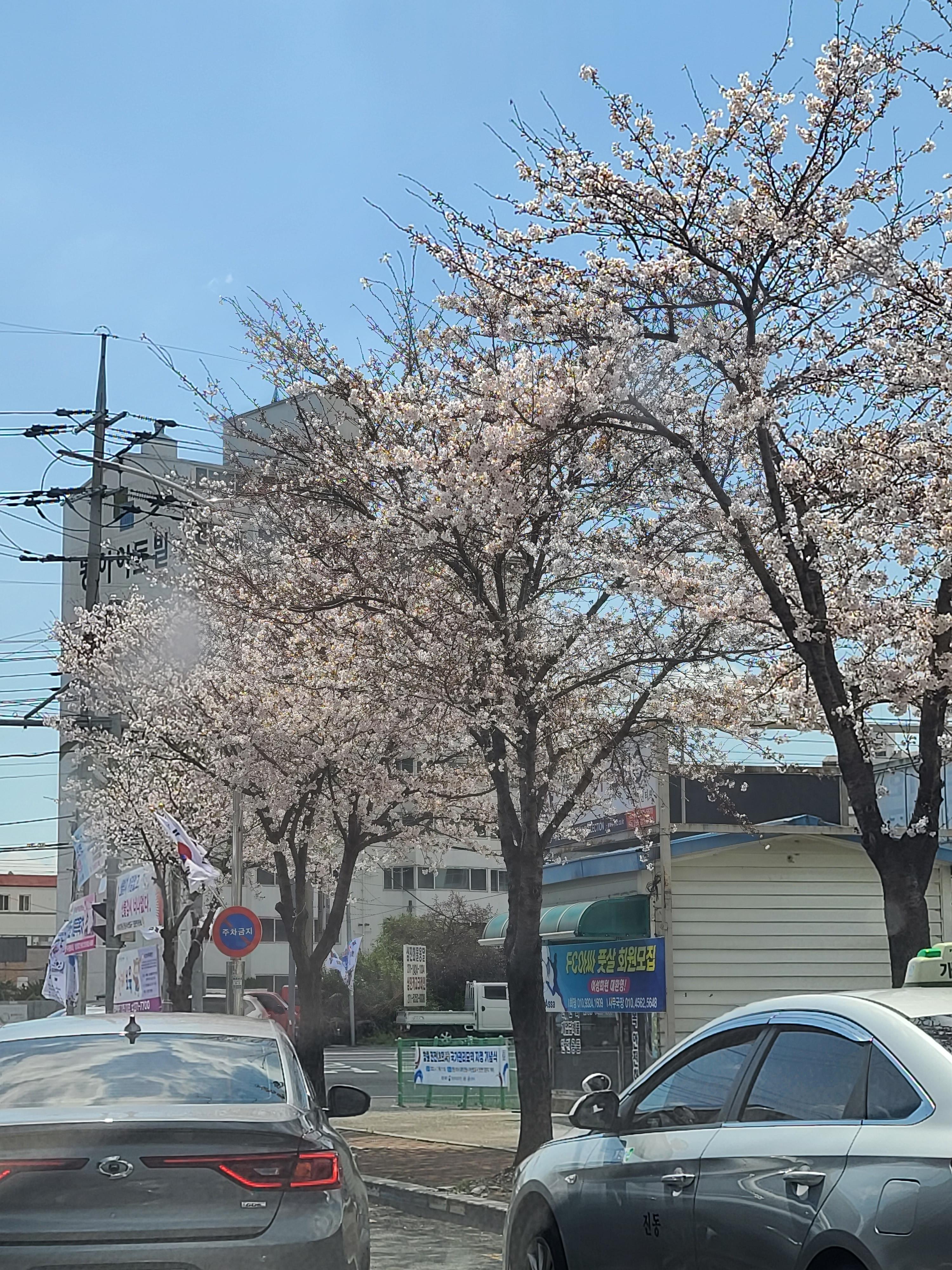 벚꽃이 활짝 펴서 벚꽃길이 되었다.