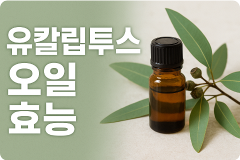 유칼립투스 오일 효능