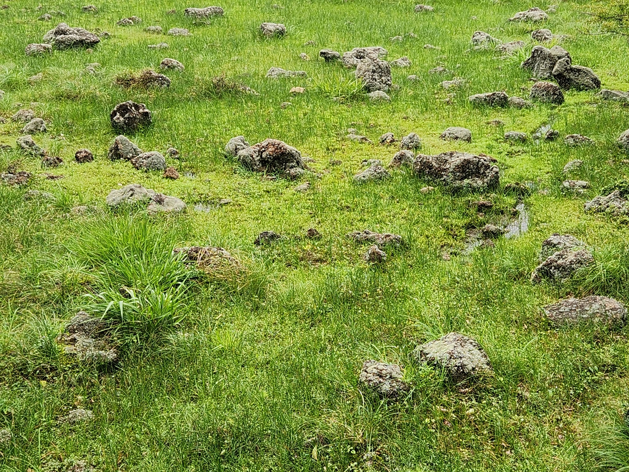 해발 1,100m에 차로 올라가는 람사르 습지 제주 1100고지