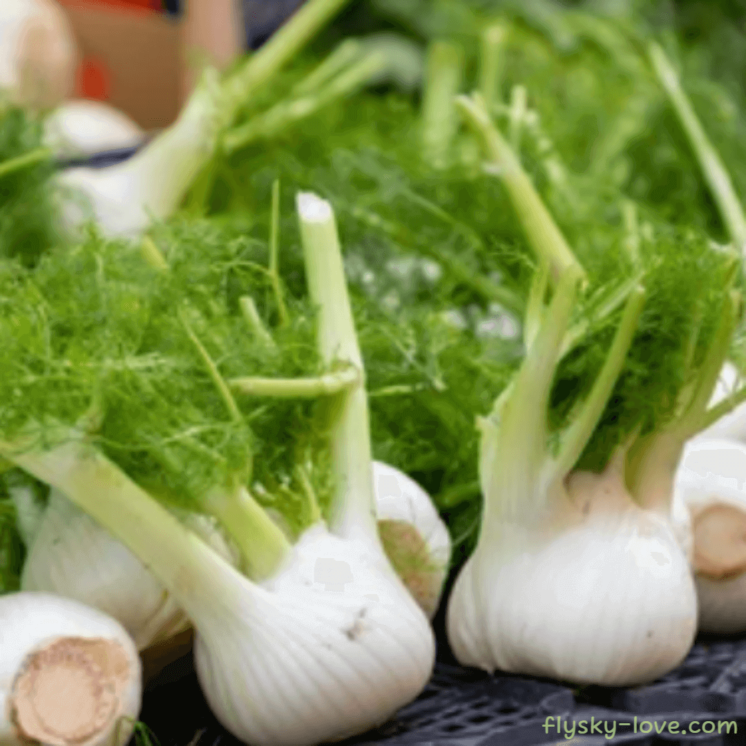 독특한 맛과 향을 지닌 회향, 펜넬