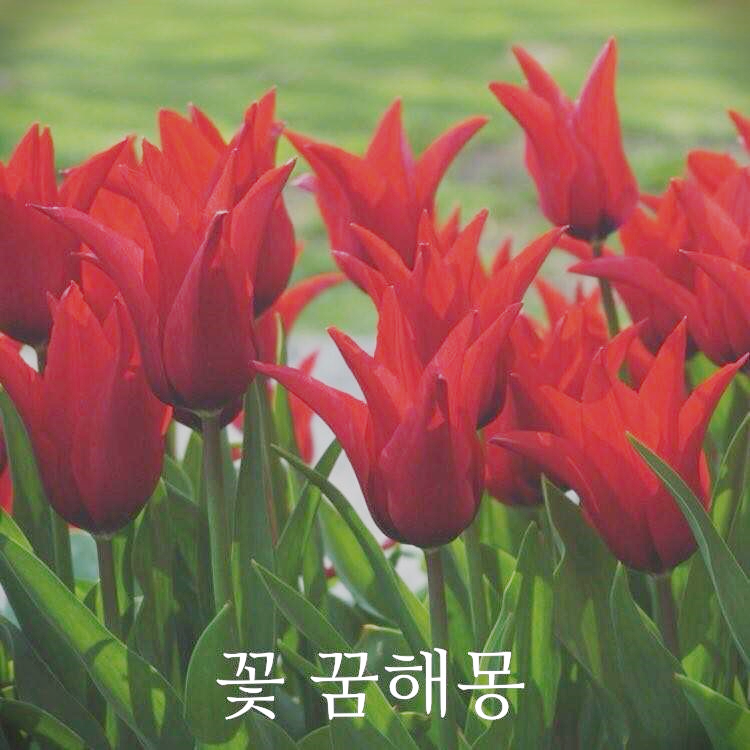 꽃 꿈