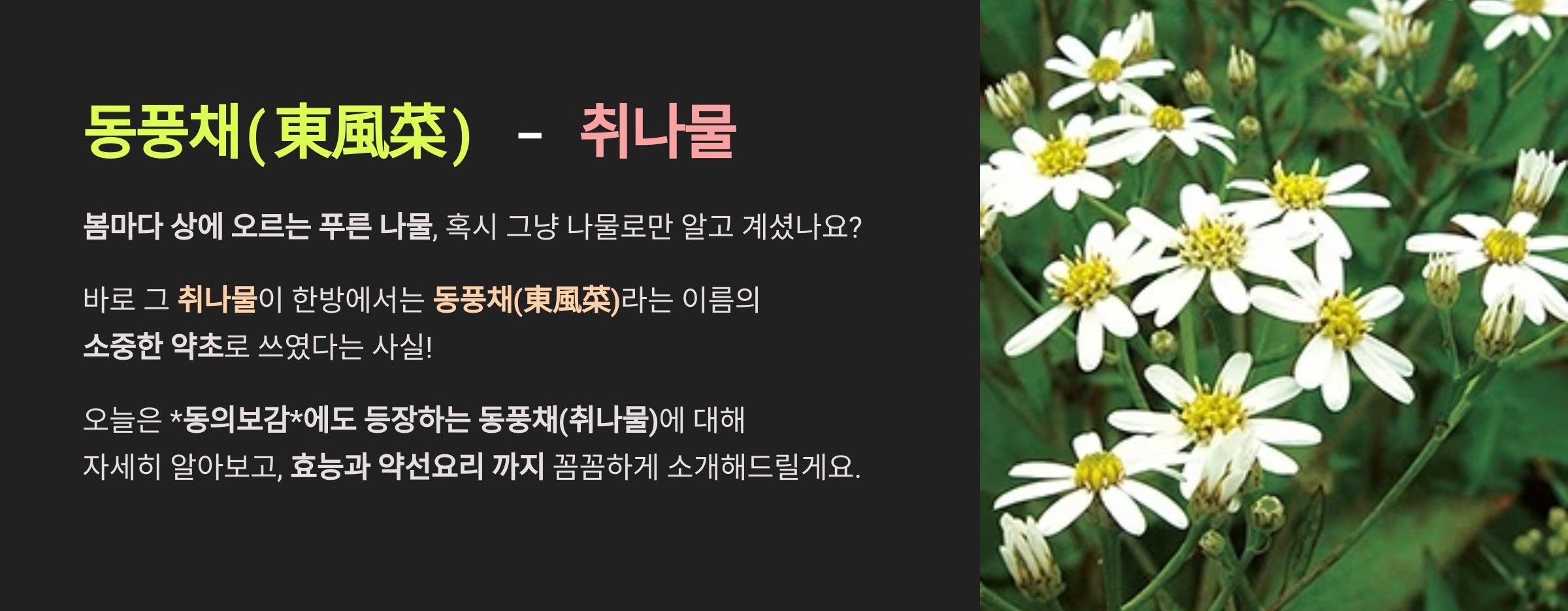동풍채(취나물)