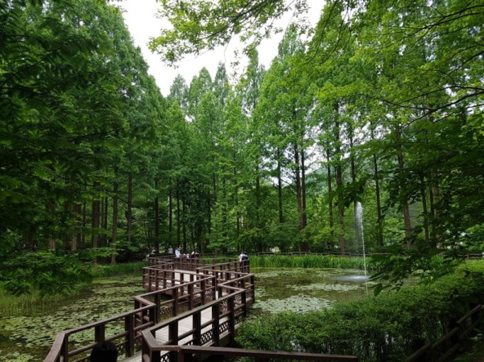 대전 장태산 메타세콰이어 숲