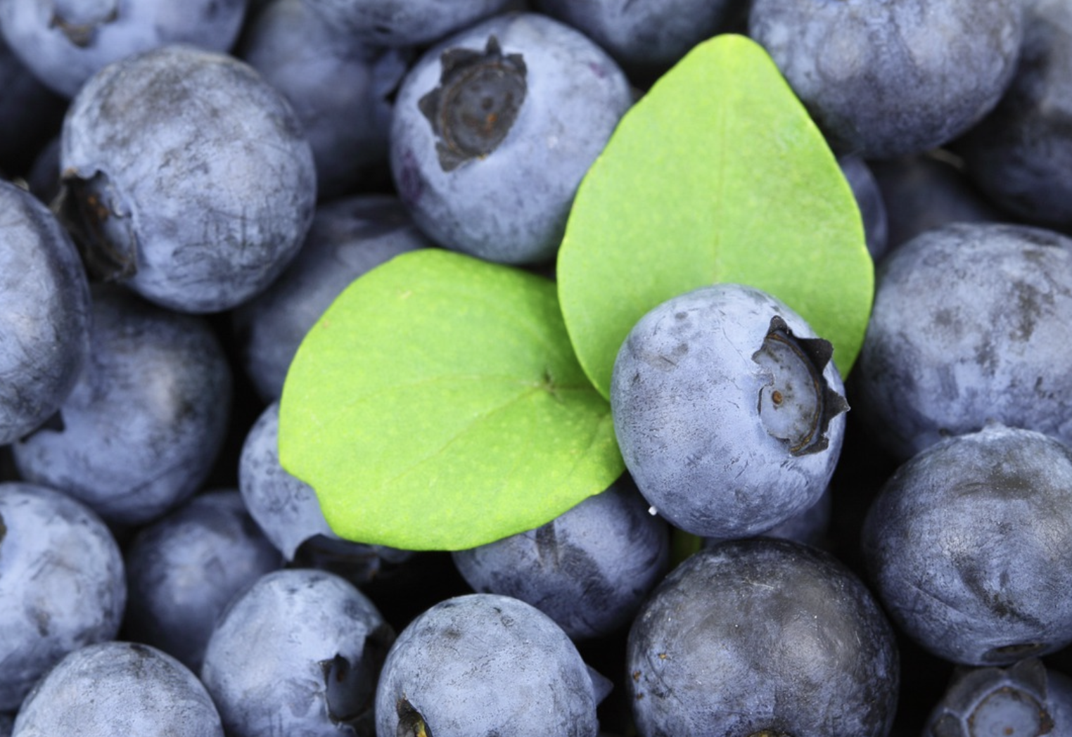 신장에 좋은블루베리