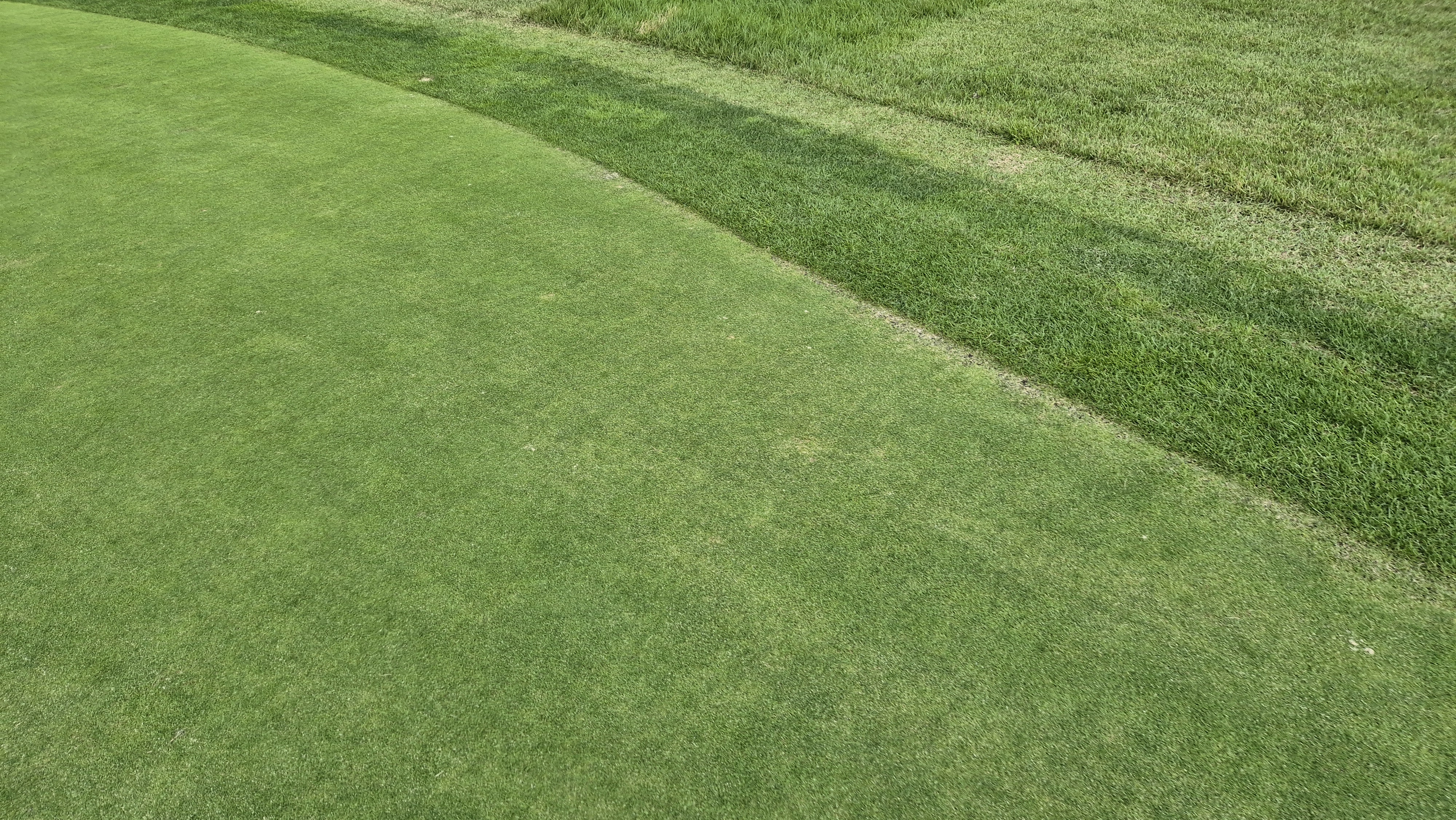 오크힐스cc 그린 관리 상태