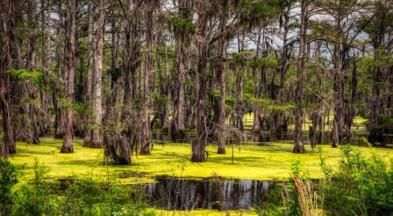 늪지 지대 사진