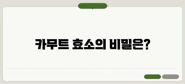 카무트 효소 효능 먹는 방법 부작용까지 정리
