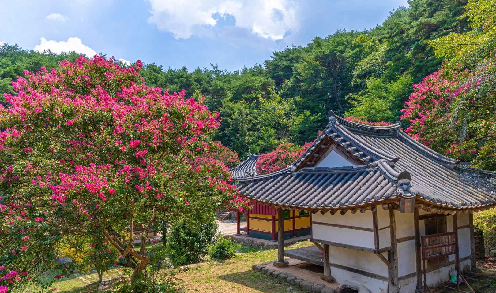 배롱나무 명소