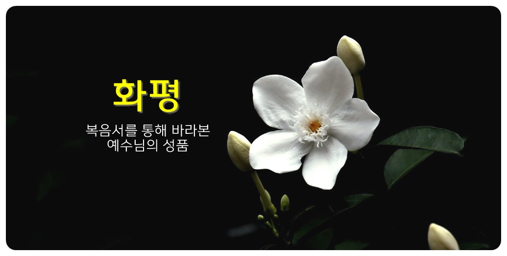 흰꽃