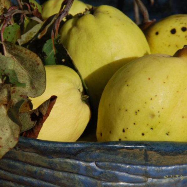 모과 효능│모과 효능 알고 드세요!