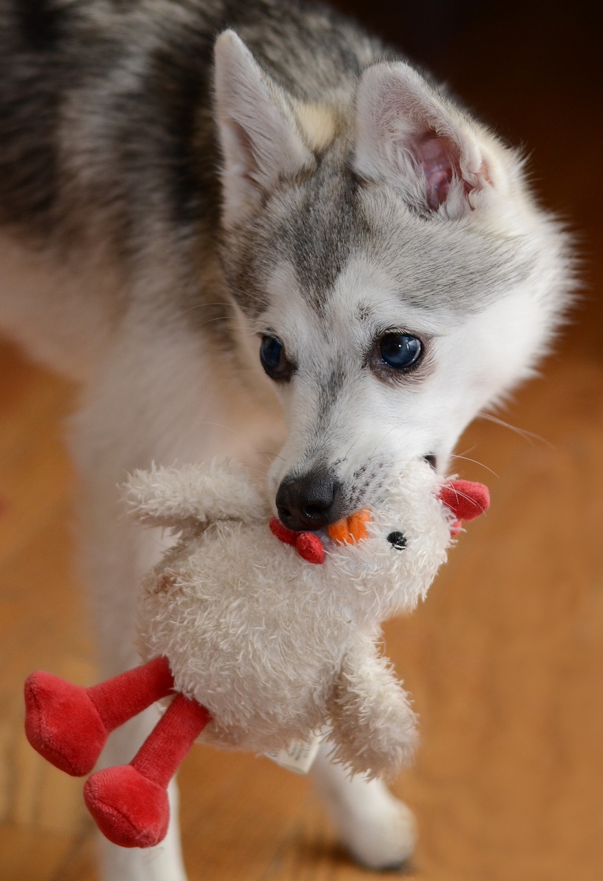 클리카이(Klee Kai)