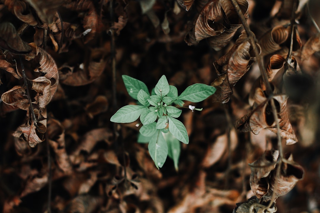 Growth
