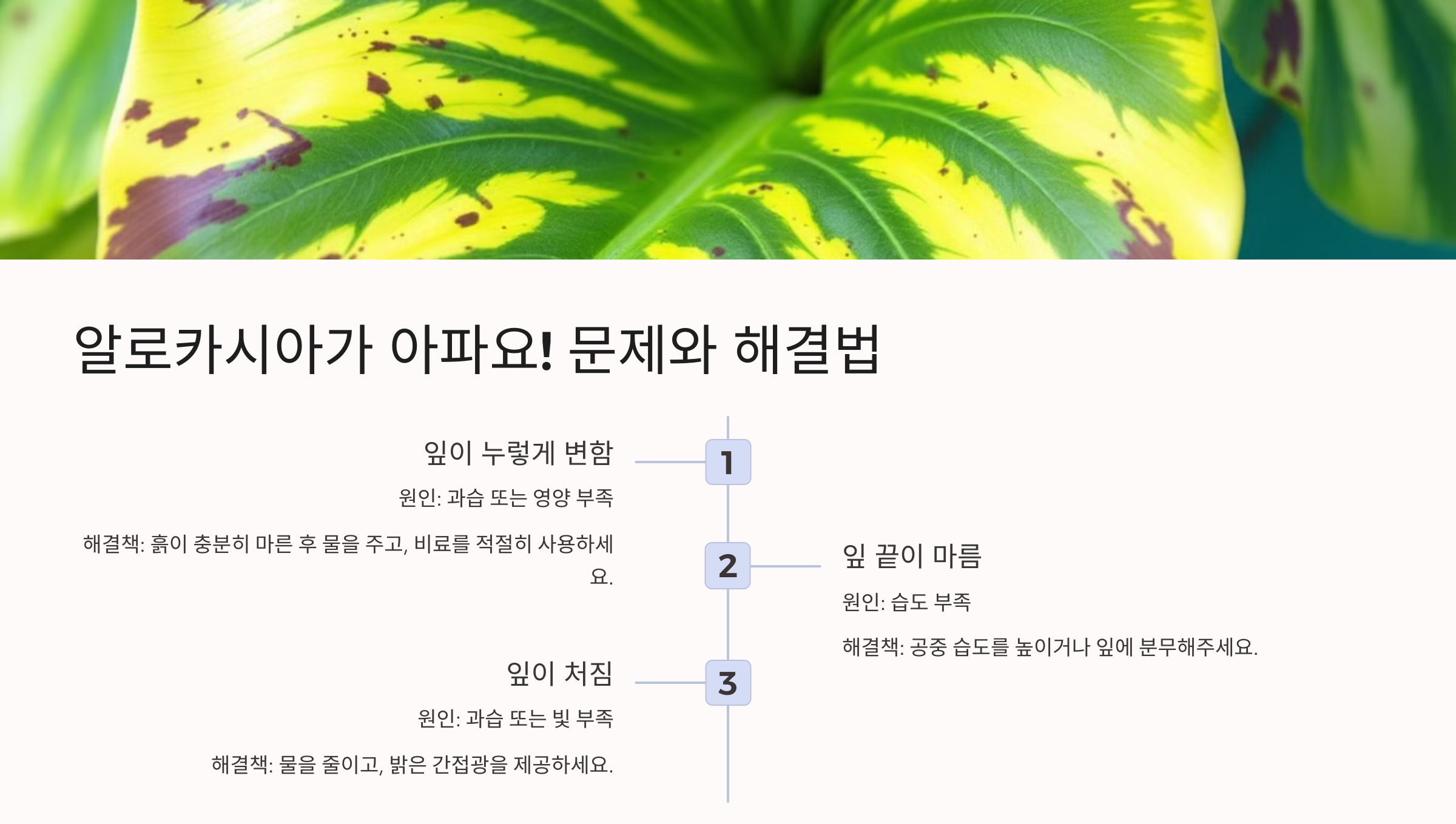 알로카시아 사진