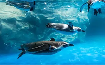 롯데월드-아쿠아리움-입장료-운영-시간-할인