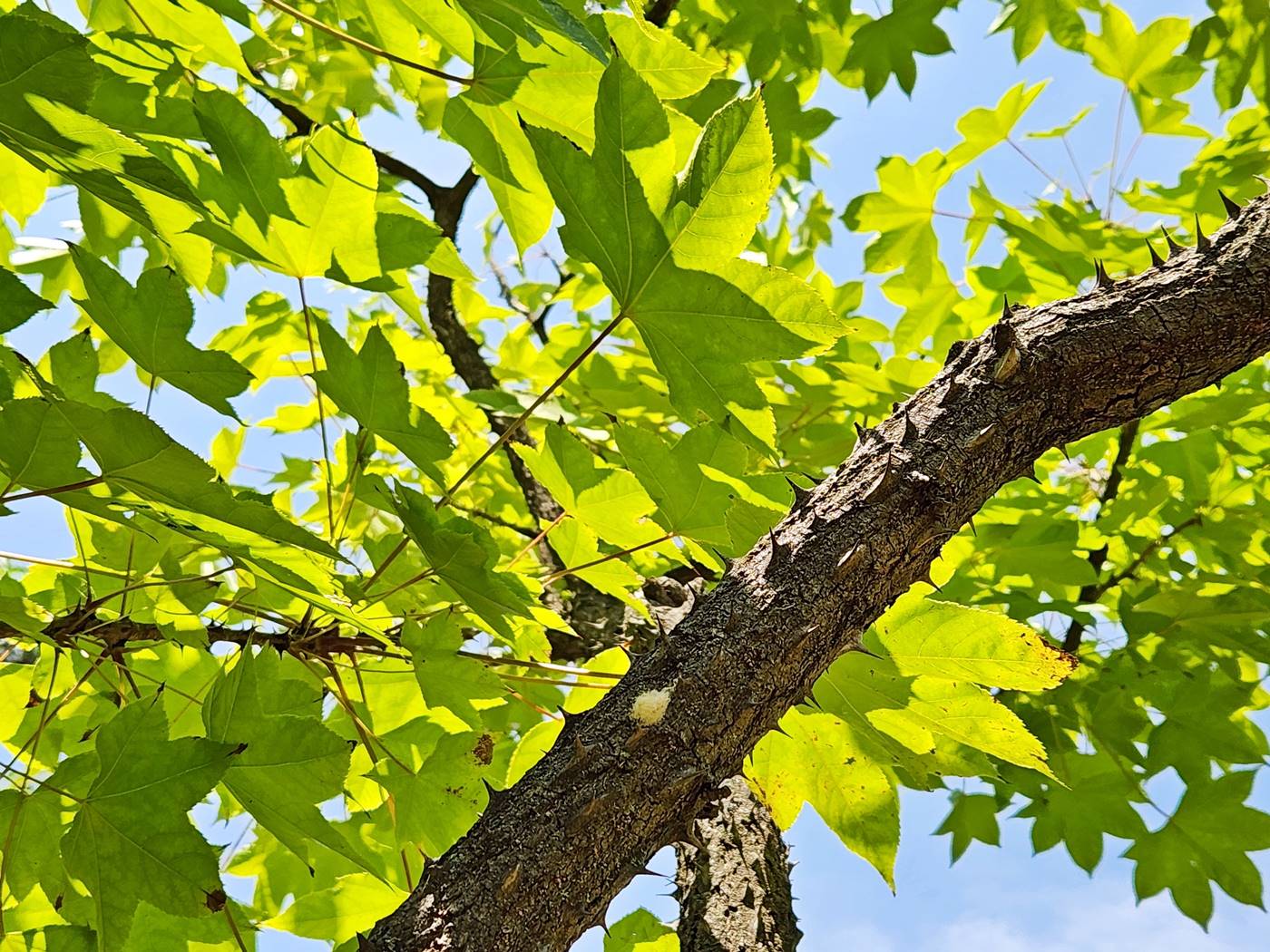 음나무(엉개나무)