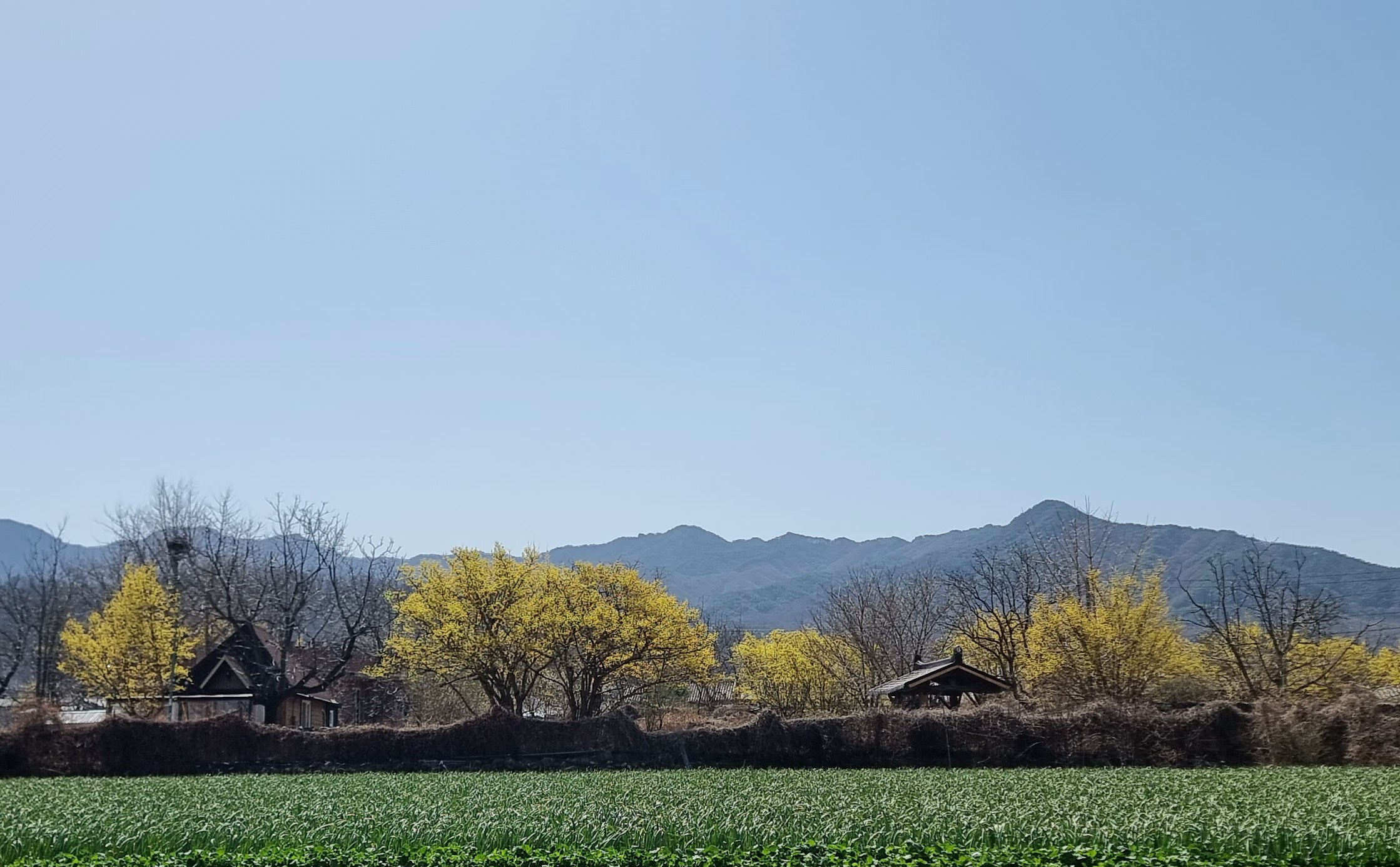 산수유꽃과 돌담길이 유명한 육지 속의 제주도, 군위군 한밤마을 맛집 탐방후기