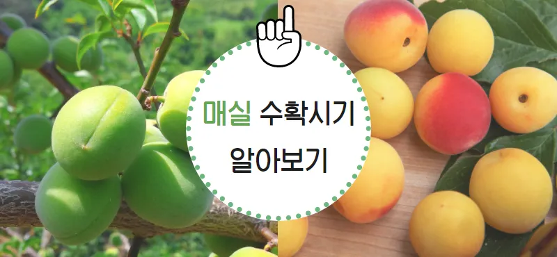매실 수확시기 중부지방 남부지방 광양 지역별 정리_2