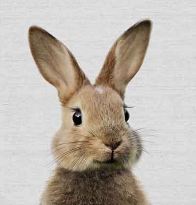 갈색 토끼 한마리
