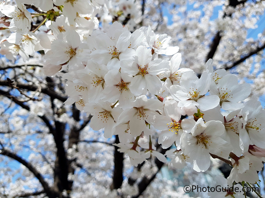 여의도 벚꽃