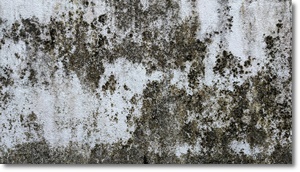 제습기 추천 가격 비교 원리 효과 2024