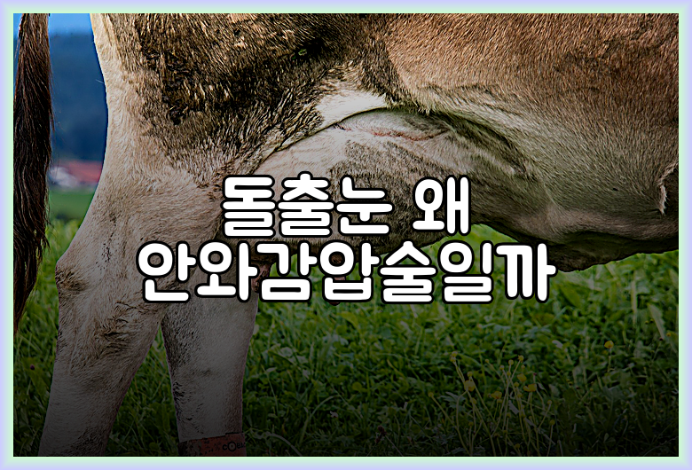 돌출눈 왜 안와감압술일까