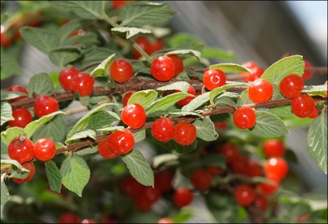 앵두 효능 11가지 알아본다면