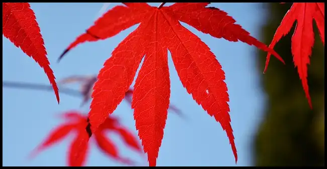 2024년 내장산 단풍절정시기