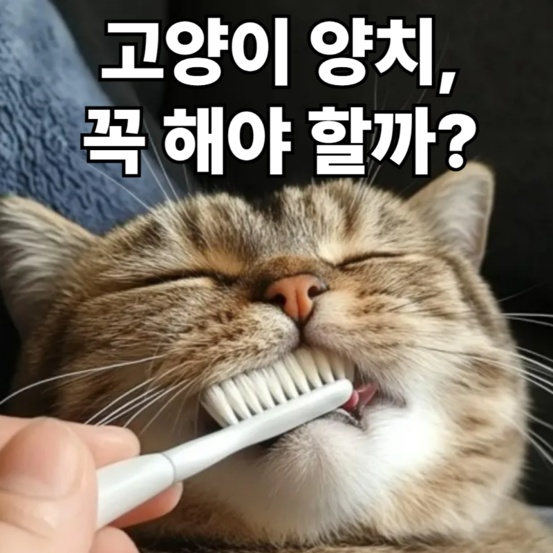 고양이 양치질 치아관리