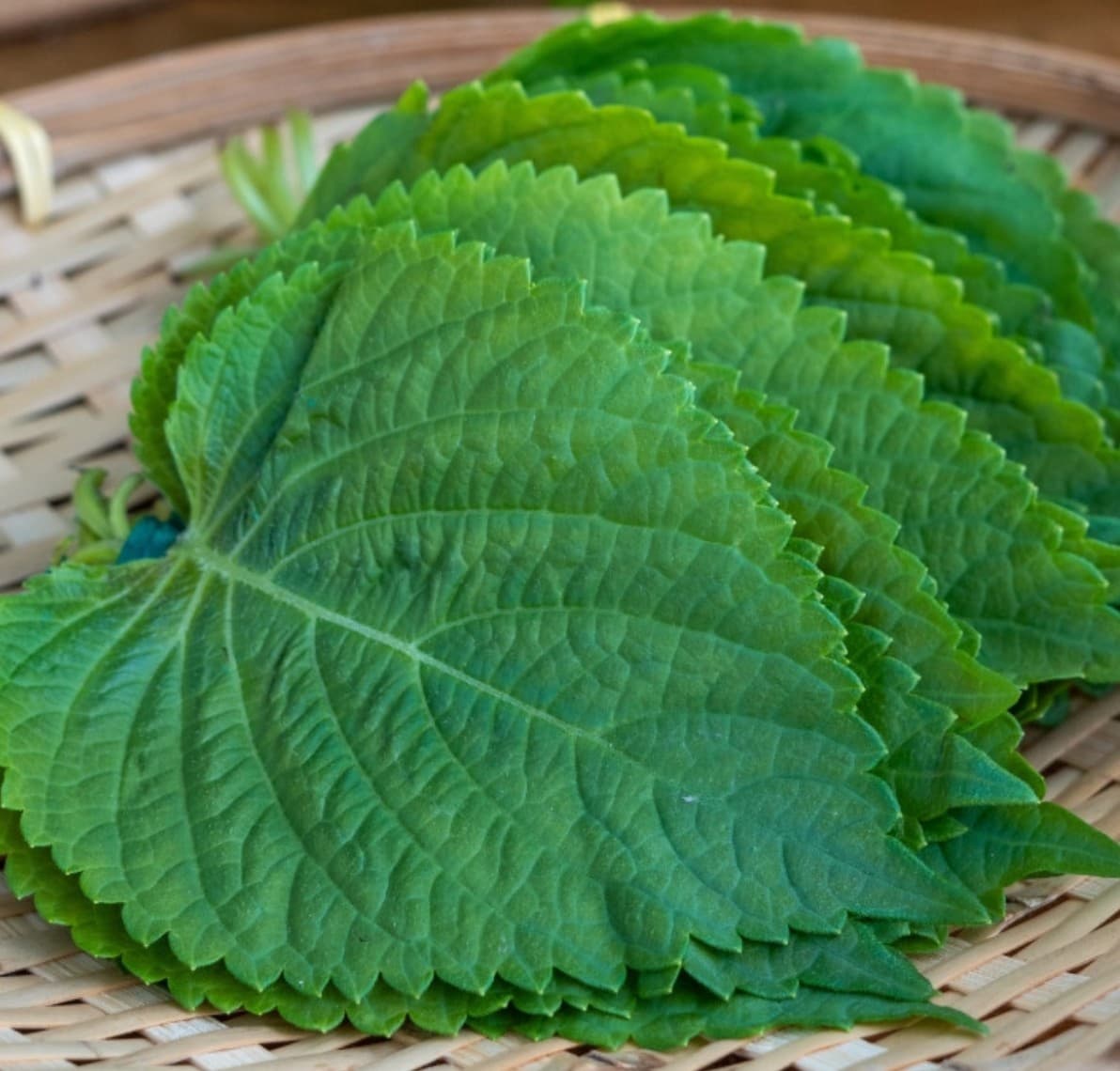 바질? 깻잎? 이탈리아와 한국의 '유사엽' 대결