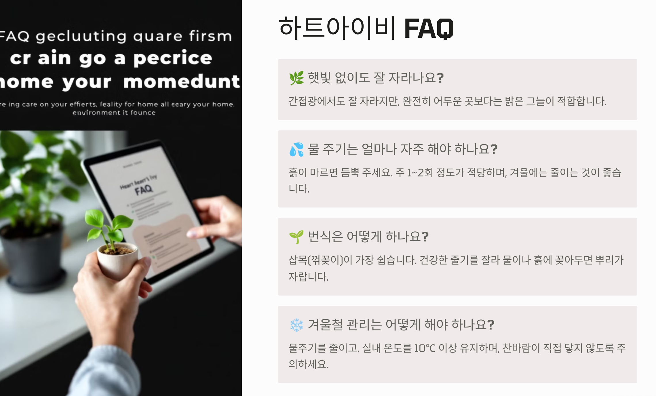 하트아이비 질문