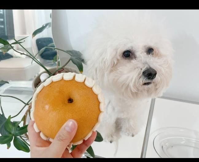 강아지 호흡기 질환 폐렴&middot;기관허탈&middot;기관지염에서 심장병으로 발달한다면?
