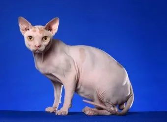 스핑크스 고양이 유전병_6