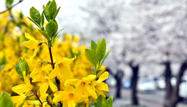 2023년 봄꽃 개화시기 진달래 개나리 벚꽃 축제