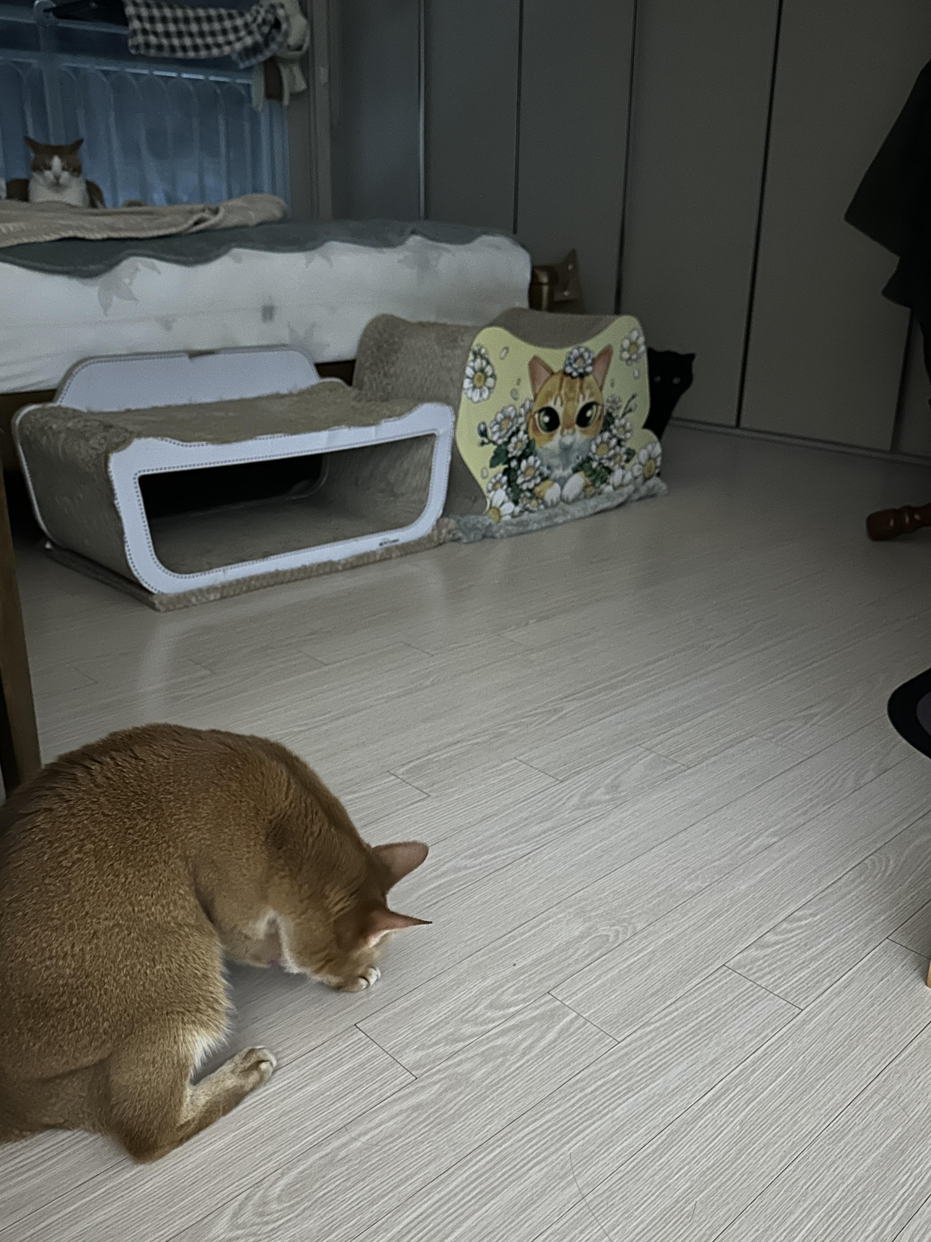 그루밍_하는_루나와_멀리서_지켜보는_건이와_막둥이