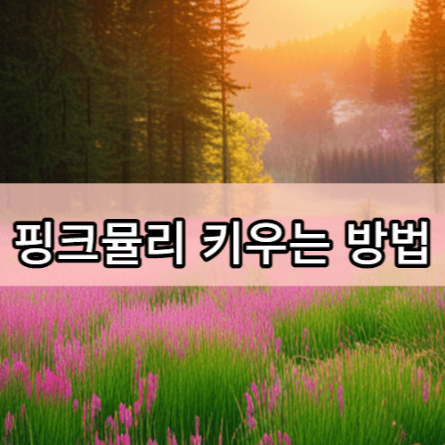 핑크뮬리 키우는 방법