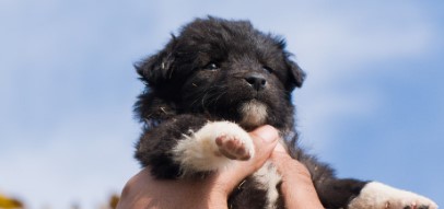 강아지를 위한 건강 간식 만드는 법 관련 사진