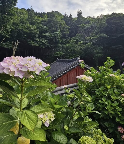 수국사찰 용문사 수국축제