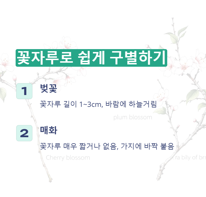 꽃자루로 구별하는 벚꽃과 매화