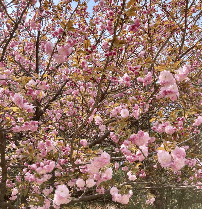 국립서울현충원