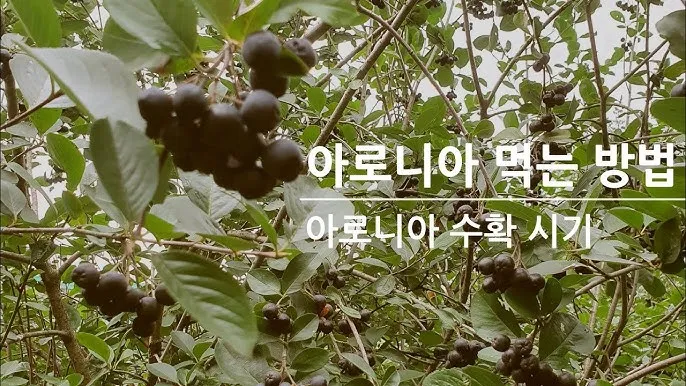 아로니아 수확시기에 맞춘 열매 먹는방법 분말 부작용 가격 정보_5