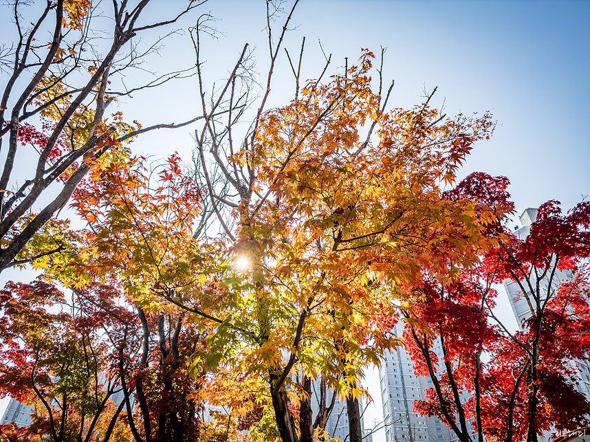 아이폰14 프로 스냅 단풍 사진