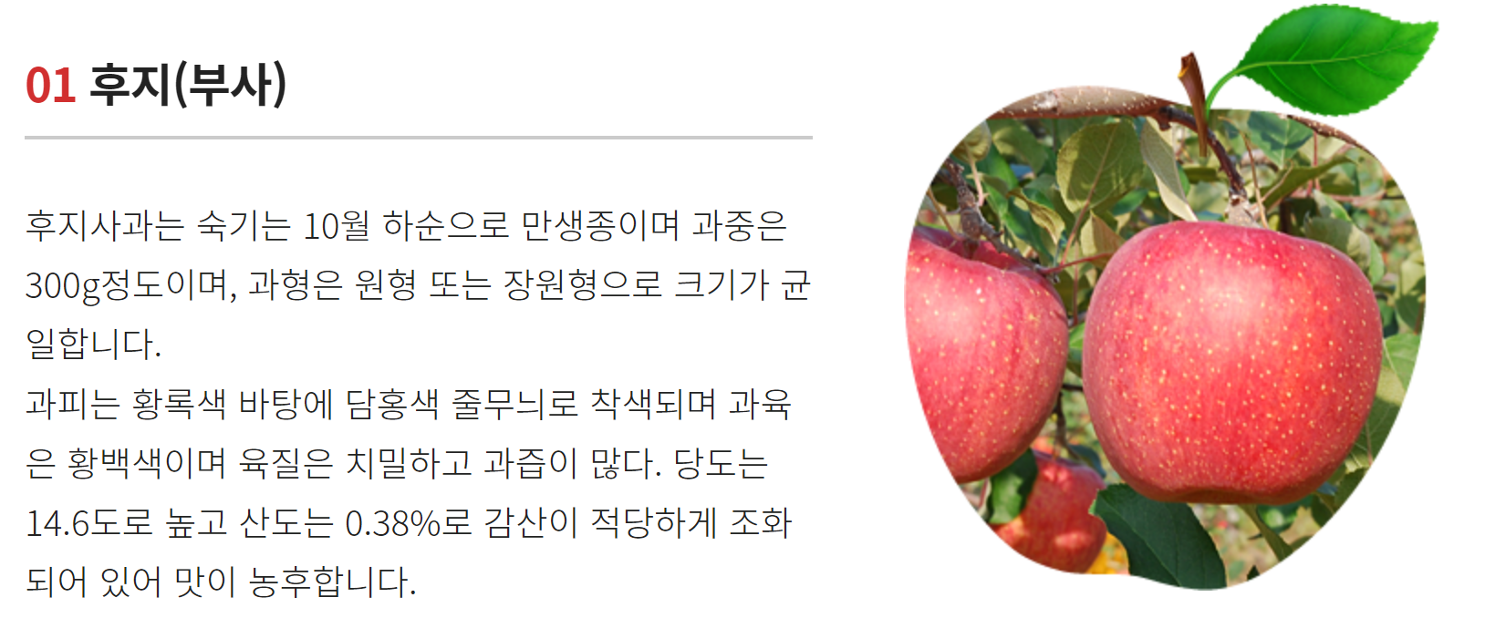 밀양-얼음골-사과축제