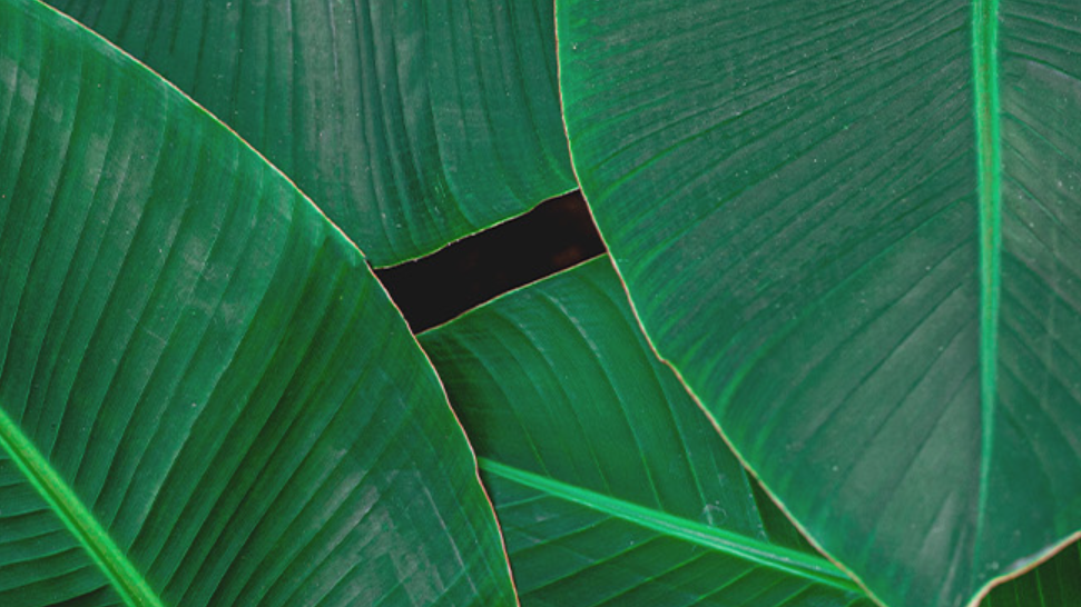 빨간통 다이어트 (콜레올로지 컷)