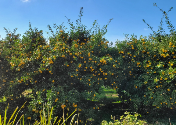 김재영고흥유자