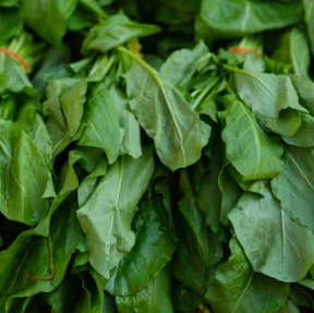 시금치 효능 부작용 고르는법 칼로리