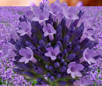 정읍 허브원 라벤더 농원