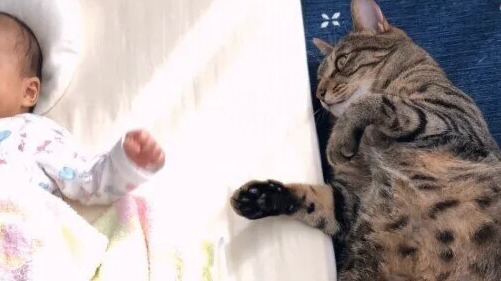 고양이와 사는 집에 아기가 찾아온다. 고양이의 스트레스를 완화하기 위해 할 수 있는 일