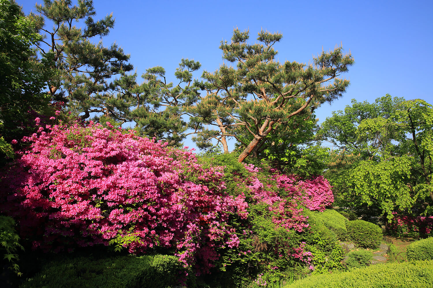 분당중앙공원 철쭉