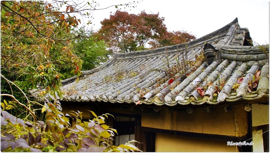 고가(古家)의 지붕과 담쟁이