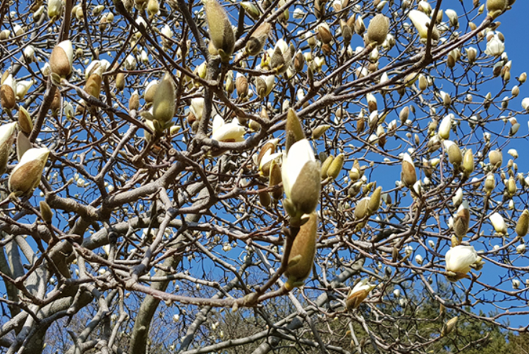 태안 안면도 수목원